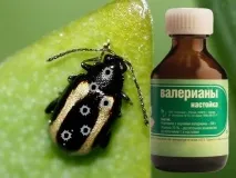 Валеріана змітає з капусти блішку, як мітлою! Вдалі поради капусти