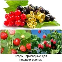 осінній