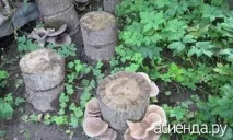 глива