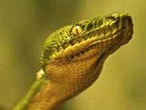 В Астрахані активізуються небезпечні комахи, змії та інші тварини - МК Астрахань змії