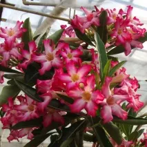 Види Аденіуму (Adenium) опис, догляд, фото, Raritet-plants adenium