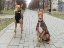 Вигул Собак собак