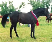 Виростити чемпіона - Спорт - Кінний світ виростити