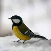 комах