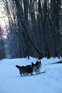 Вигул Собак собак