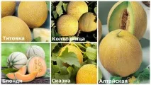 Все про вирощування дині у відкритому грунті та теплиці відкритому
