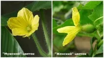 Все про вирощування дині у відкритому грунті та теплиці дині
