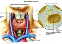 внутрішніх органів черевної порожнини