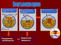 Час зсідання крові в нормі нормі