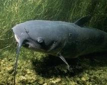 Крадій сом крадій