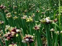 Всі види цибулі для вашого городу з описом та фото фото