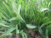 Всі види цибулі для вашого городу з описом та фото вашого