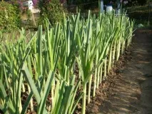 Всі види цибулі для вашого городу з описом та фото цибулі
