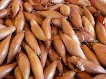 Всі види цибулі для вашого городу з описом та фото фото