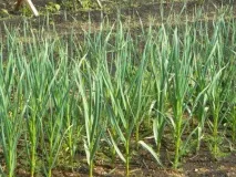 Всі види цибулі для вашого городу з описом та фото вашого