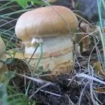 україни
