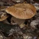 гриби