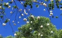 Бавовняне дерево опис та властивості листя
