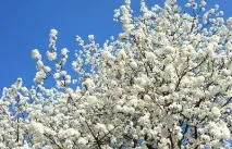 Бавовняне дерево опис та властивості листя