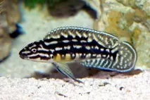 julidochromis