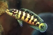 julidochromis