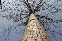 Бавовняне дерево опис та властивості опис