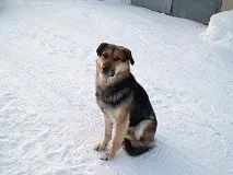 Якутський Хатіко якутський
