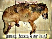жителі