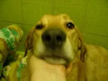 жителі