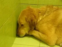 шукають