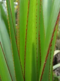 Приправи та спеції Панданус (Pandanus) панданус