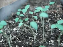 Аквілегія - вирощування з насіння збирання насіння, вирощування та догляд за розсадою, висаджування в ґрунт вирощування