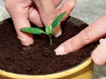 Аквілегія - вирощування з насіння збирання насіння, вирощування та догляд за розсадою, висаджування в ґрунт аквілегія