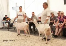 Анкара - Сайт Акульшино зааненські кози зааненські