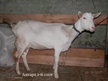 Анкара - Сайт Акульшино зааненські кози акульшино