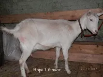 Анкара - Сайт Акульшино зааненські кози акульшино
