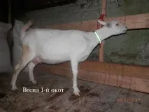 Анкара - Сайт Акульшино зааненські кози анкара