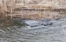 Введіть ваш запит та натисніть Enter запит