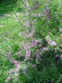 Вирощування та розмноження Amygdalus