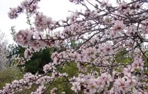 Вирощування та розмноження Amygdalus