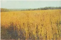 Біогеоценози, що створюються людиною, Біологія біогеоценози