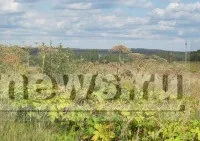 борщівник