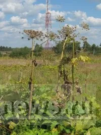 борщівник
