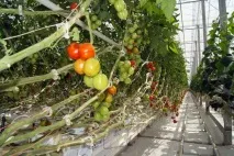 Хвороби помідорів у теплиці фото, чому опадаютьквіти, згортаються листя, не червоніють томати, хвороби