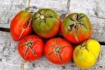 Хвороби помідорів у теплиці фото, чому опадаютьквіти, згортаються листя, не червоніють томати, теплиці