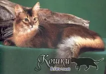Боротьба з паразитами у кішки, Здоров’я кішки кішки