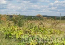 рослина