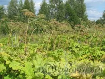 щорічно