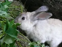 Ce mănâncă iepurii ce mănâncă