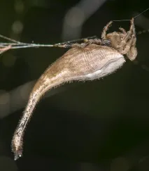 какво